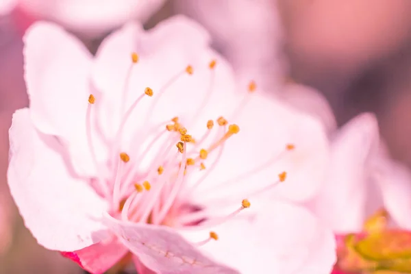 抽象的なぼやけた花の背景 満開と森の木の最初の葉 ごちそう お祝いや美しい花の装飾の概念 ソフト選択フォーカスで終了します トーン — ストック写真