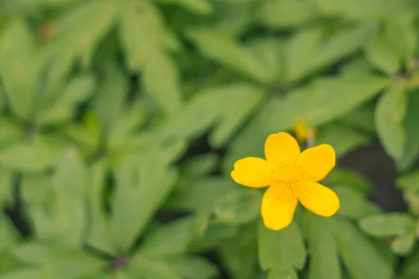 Abstrakte Verschwommene Florale Hintergrund Volle Blüte Und Erste Blätter Des — Stockfoto