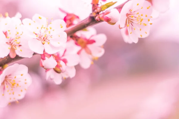 抽象的なぼやけた花の背景 満開と森の木の最初の葉 ごちそう お祝いや美しい花の装飾の概念 ソフト選択フォーカスで終了します トーン — ストック写真