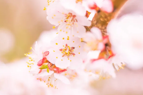 抽象的なぼやけた花の背景 満開と森の木の最初の葉 ごちそう お祝いや美しい花の装飾の概念 軟らかい選択的フォーカスを持つ閉鎖 — ストック写真