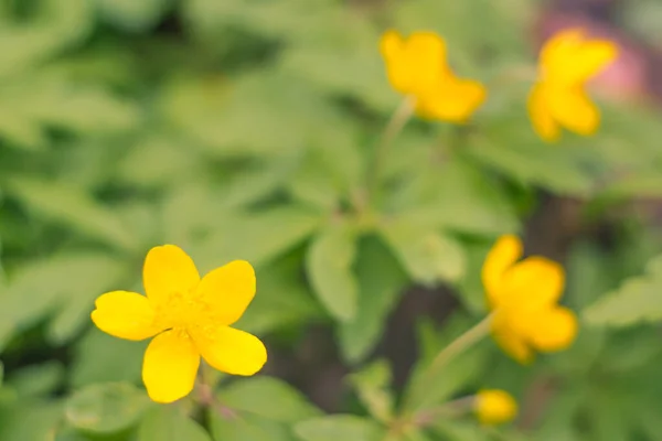 Abstrakte Verschwommene Florale Hintergrund Volle Blüte Und Erste Blätter Des — Stockfoto