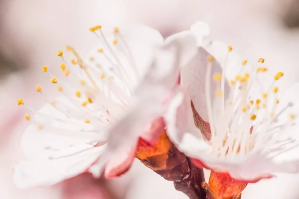 春の花のコンセプト アプリコットの木の完全な開花 抽象的なぼやけた背景に美しい花 ソフト選択フォーカスを持つ詳細なクローズアップ — ストック写真