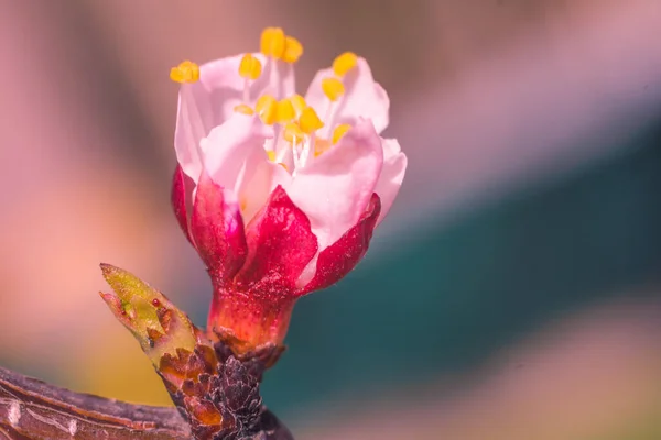 Fondo Floral Borroso Abstracto Plena Floración Primeras Hojas Árbol Forestal — Foto de Stock