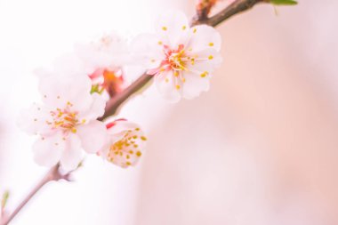 Bulanık çiçek arkaplanı. Dolu çiçekler ve orman ağacının ilk yaprakları. Bahar, ziyafet, kutlama ve güzel çiçek dekorasyonu konsepti. Yumuşak seçici odaklı yakın plan