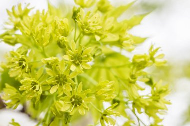 Bahar çiçeği konsepti. Dolu çiçekler ve orman ağacının ilk yaprakları. Soyut, bulanık bir arkaplanda güzel bir çiçek. Yumuşak seçici odaklı yakın plan.