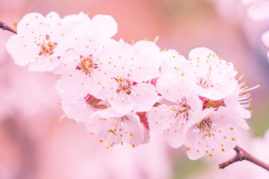 Bulanık çiçek arkaplanı. Dolu çiçekler ve orman ağacının ilk yaprakları. Bahar, ziyafet, kutlama ve güzel çiçek dekorasyonu konsepti. Yumuşak seçici bir odak ile yakın çekim. Ayarlanmış