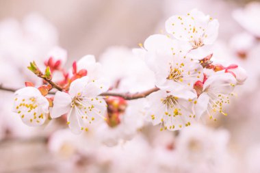 Bulanık çiçek arkaplanı. Dolu çiçekler ve orman ağacının ilk yaprakları. Bahar, ziyafet, kutlama ve güzel çiçek dekorasyonu konsepti. Yumuşak seçici odaklı yakın plan