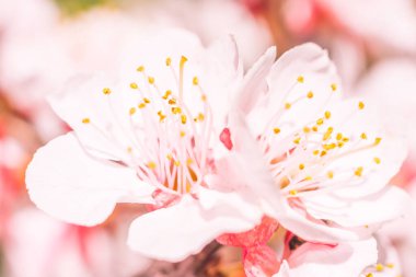 Bulanık çiçek arkaplanı. Dolu çiçekler ve orman ağacının ilk yaprakları. Bahar, ziyafet, kutlama ve güzel çiçek dekorasyonu konsepti. Yumuşak seçici odaklı yakın plan