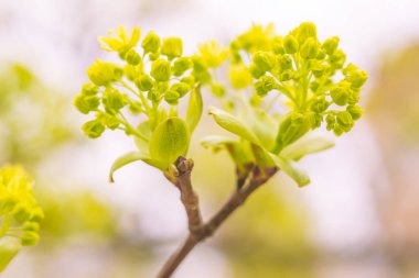 Bulanık çiçek arkaplanı. Dolu çiçekler ve orman ağacının ilk yaprakları. Bahar, ziyafet, kutlama ve güzel çiçek dekorasyonu konsepti. Yumuşak seçici odaklı yakın plan