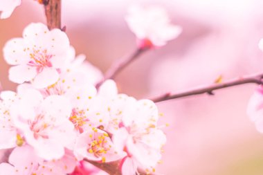 Bulanık çiçek arkaplanı. Dolu çiçekler ve orman ağacının ilk yaprakları. Bahar, ziyafet, kutlama ve güzel çiçek dekorasyonu konsepti. Yumuşak seçici bir odak ile yakın çekim. Ayarlanmış