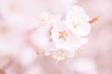 Bulanık çiçek arkaplanı. Dolu çiçekler ve orman ağacının ilk yaprakları. Bahar, ziyafet, kutlama ve güzel çiçek dekorasyonu konsepti. Yumuşak seçici odaklı yakın plan