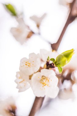 Bahar çiçek konsepti. Kayısı ağacının tam çiçeklenme. Soyut bulanık arka plan üzerinde güzel çiçek. Yumuşak seçici odakla yakın çekim.