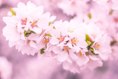 Bulanık çiçek arkaplanı. Dolu çiçekler ve orman ağacının ilk yaprakları. Bahar, ziyafet, kutlama ve güzel çiçek dekorasyonu konsepti. Yumuşak seçici bir odak ile yakın çekim. Ayarlanmış