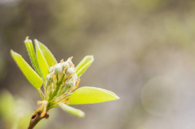 Bahar çiçeği konsepti. Dolu çiçekler ve orman ağacının ilk yaprakları. Soyut, bulanık bir arkaplanda güzel bir çiçek. Yumuşak seçici odaklı yakın plan.