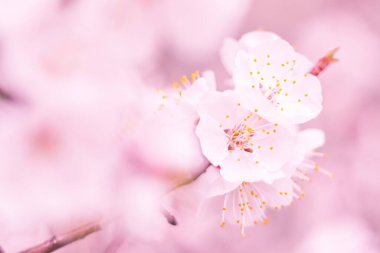 Bulanık çiçek arkaplanı. Dolu çiçekler ve orman ağacının ilk yaprakları. Bahar, ziyafet, kutlama ve güzel çiçek dekorasyonu konsepti. Yumuşak seçici bir odak ile yakın çekim. Ayarlanmış