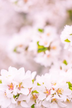 Bulanık çiçek arkaplanı. Dolu çiçekler ve orman ağacının ilk yaprakları. Bahar, ziyafet, kutlama ve güzel çiçek dekorasyonu konsepti. Yumuşak seçici odaklı yakın plan