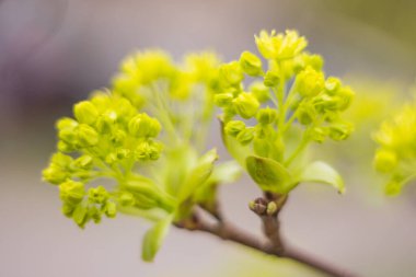Bahar çiçeği konsepti. Dolu çiçekler ve orman ağacının ilk yaprakları. Soyut, bulanık bir arkaplanda güzel bir çiçek. Yumuşak seçici odaklı yakın plan.
