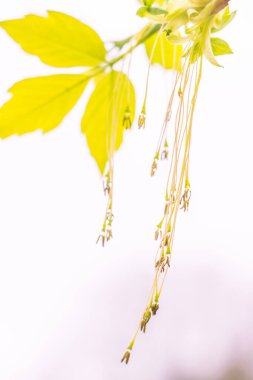 Bulanık çiçek arkaplanı. Dolu çiçekler ve orman ağacının ilk yaprakları. Bahar, ziyafet, kutlama ve güzel çiçek dekorasyonu konsepti. Yumuşak seçici odaklı yakın plan