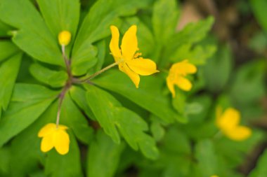 Bulanık çiçek arkaplanı. Dolu çiçekler ve orman ağacının ilk yaprakları. Bahar, ziyafet, kutlama ve güzel çiçek dekorasyonu konsepti. Yumuşak seçici odaklı yakın plan