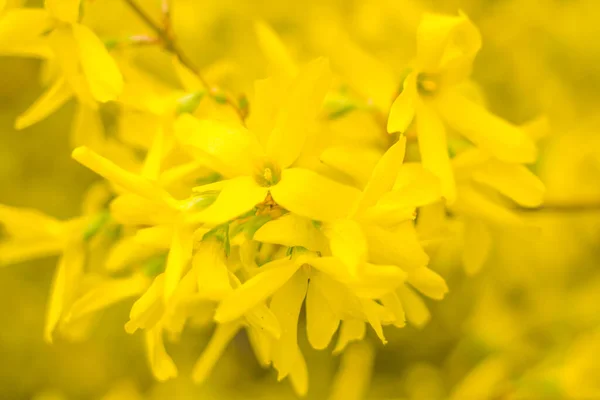 抽象的なぼやけた花の背景 満開と森の木の最初の葉 ごちそう お祝いや美しい花の装飾の概念 軟らかい選択的フォーカスを持つ閉鎖 — ストック写真