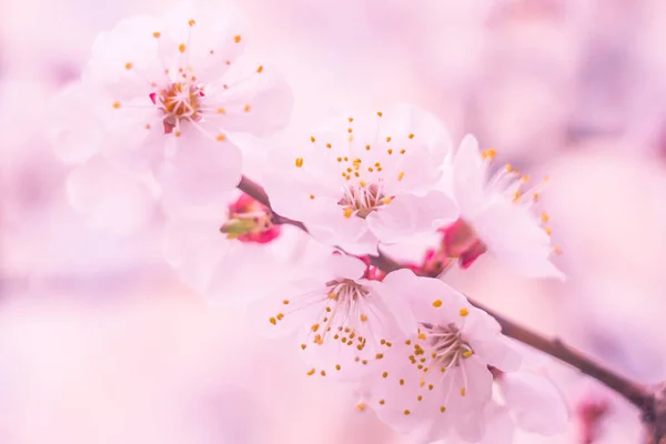 Abstract Blurred Floral Background Full Blooming First Leafs Forest Tree — 스톡 사진