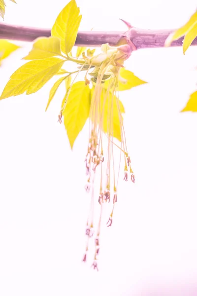 Latar Belakang Bunga Kabur Abstrak Penuh Bunga Dan Daun Daun — Stok Foto
