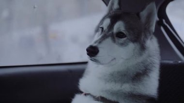 Köpek doğurmak husky oturma arabada.