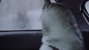 Köpek doğurmak husky oturma arabada.