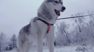 Köpek parkında eğlenirken yere, koklama çim yeme husky.