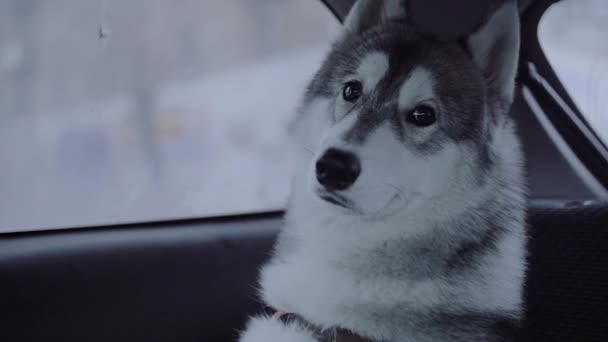 Raça cão husky sentado no carro . — Vídeo de Stock