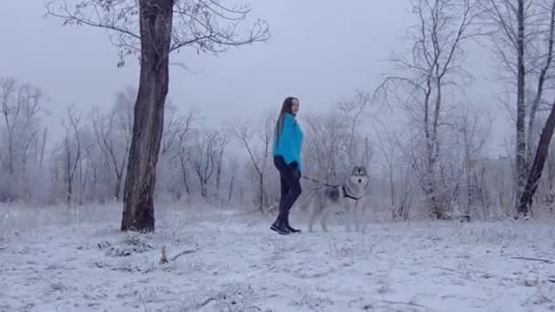 Belle fille avec chien race Husky est jour dans le parc d'hiver . — Video