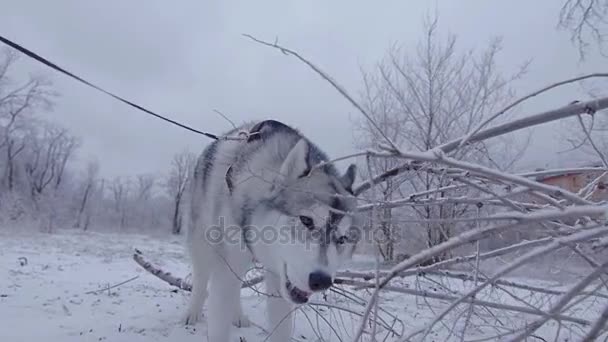 Hund nagt am Stock im Winterpark. — Stockvideo