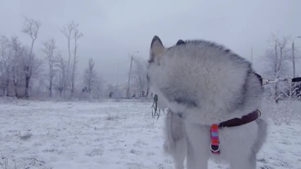 Raça cão husky comer grama no inverno Parque . — Vídeo de Stock