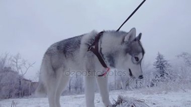 Köpek husky çeker kar altında çim dışarı ve yemek.