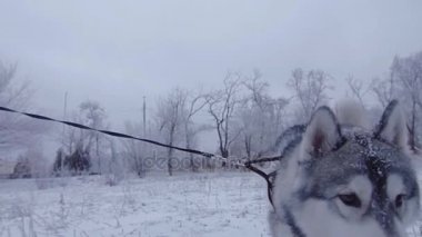 Köpek hasky kış Park'ta çalışan kızla.