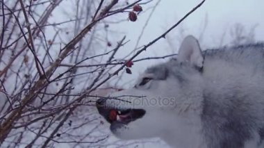 Cins köpek husky kış meyveleri Bush tarafından kendiniyoluyor..