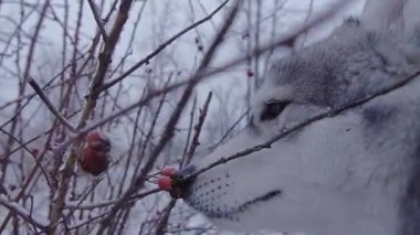 Cins köpek husky kış meyveleri Bush tarafından kendiniyoluyor..