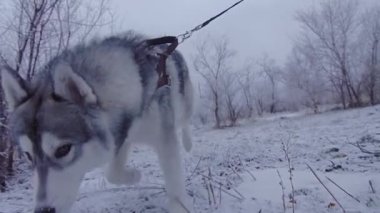 Bir köpek tasmalı parkta çalışır.