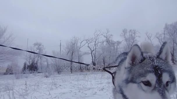 Fata cu câine hasky care rulează în parcul de iarnă . — Videoclip de stoc