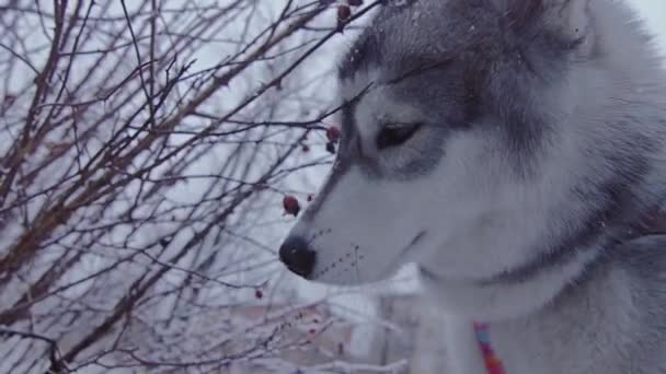 Rassehund Husky Winter pflückt die Beeren vom Strauch. — Stockvideo