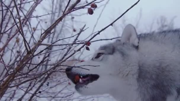 Chien de race husky hiver cueille les baies de la brousse . — Video