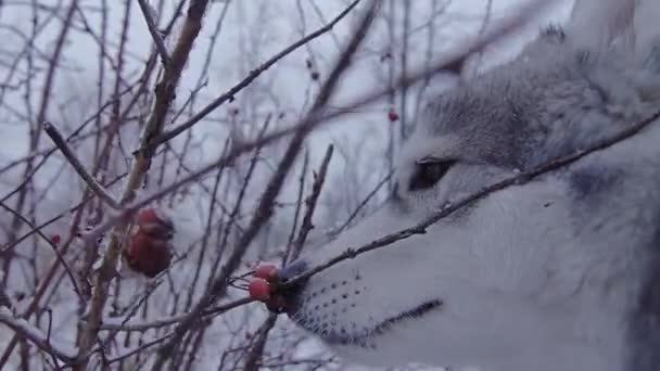 Породи собак husky зимових зриває ягоди з куща. — стокове відео