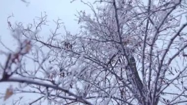 Kamera ağacın etrafında döner.