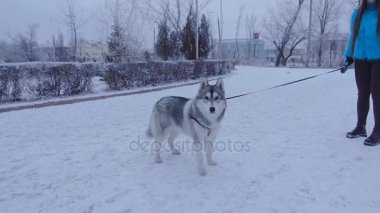Husky köpek topu yakalar.