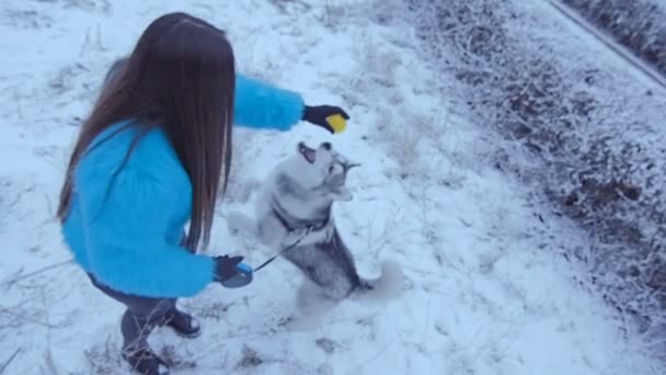 Perro husky atrapa la pelota . — Vídeos de Stock