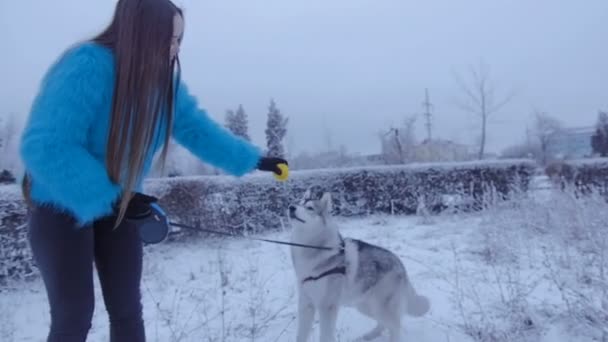 Perro husky atrapa la pelota . — Vídeo de stock