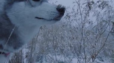 Husky köpek parkta kışın yürür..