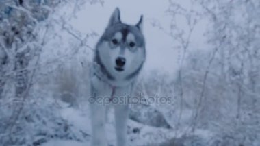 Köpek doğurmak husky kamerada atlar.