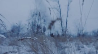 Kar altında güzel çimen.