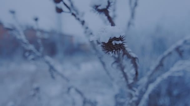 Linda grama sob a neve . — Vídeo de Stock